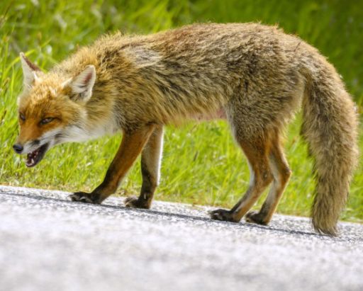 Fox Diseases