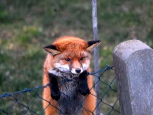 Fox Removal From Property