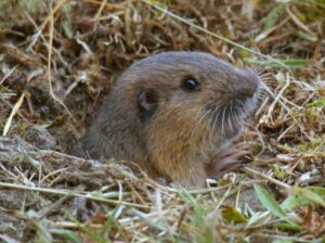 gopher burrow