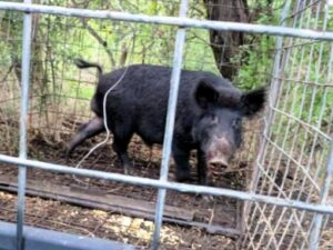 wild hog caged