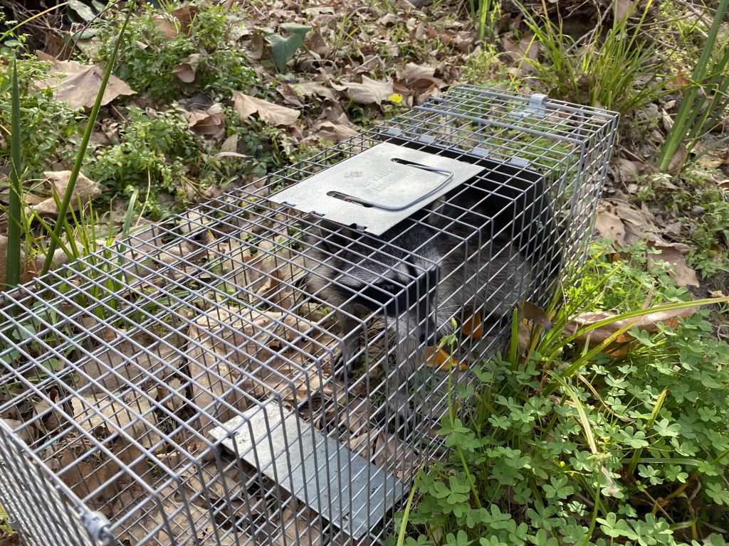 raccoon trap