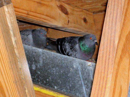 Bird Removal From Attic, Pigeons Removal From Attic