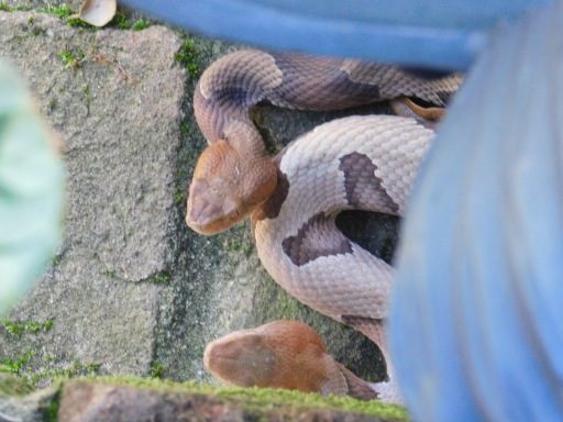 Copperhead snake removal