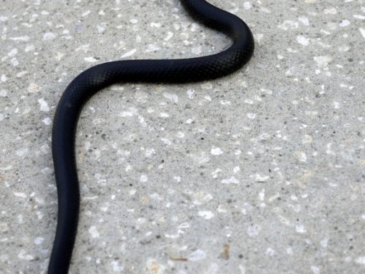 Florida Black Racer snake
