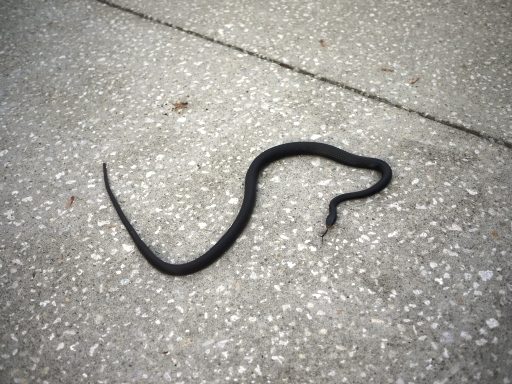 Florida Black Racers snake
