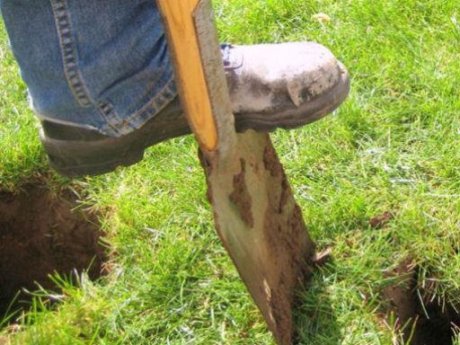 How to prevent moles and keep them away - trench