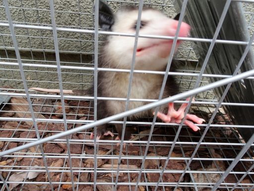 Killing Opossum Humanely