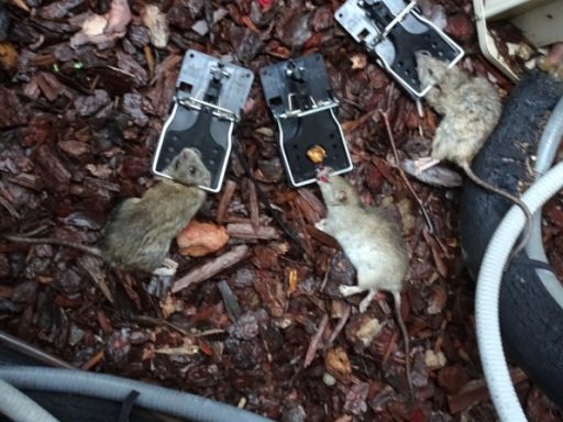 Rats Out Of Garbage