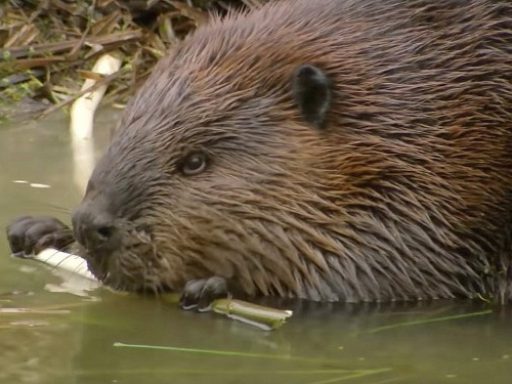 What Is a Beaver’s Natural Diet - diet