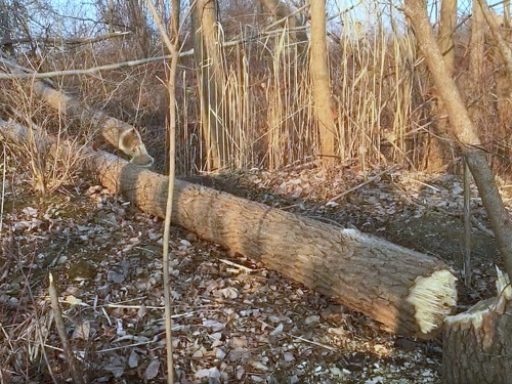 What type of damage do beavers cause - Destroy Trees