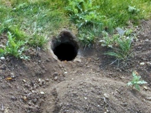 What type of damage do woodchucks cause_ -burrow hole