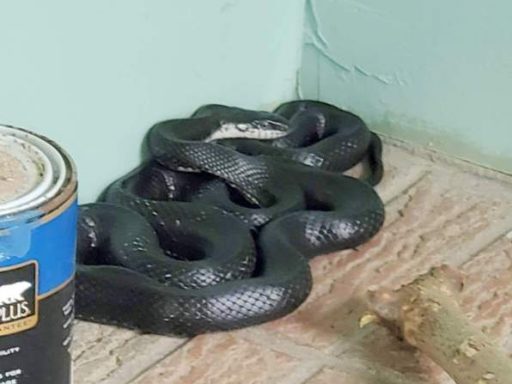 black racer snake