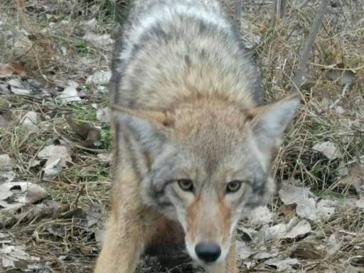 Coyotes Removal