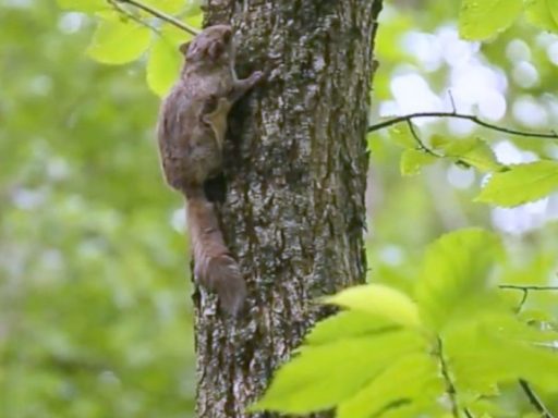 flying Squirrel on tree