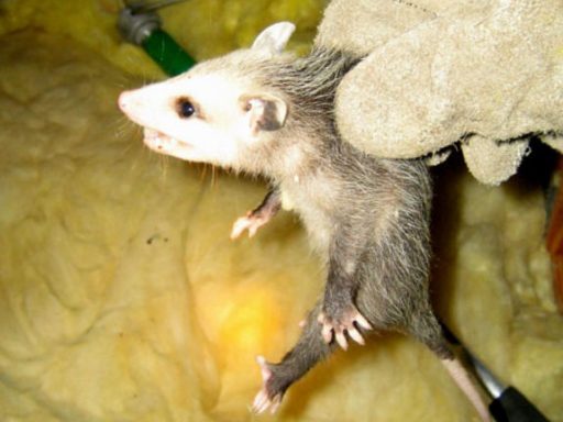 Keep Opossums Away from Attic, How To Get Rid Of Opossums