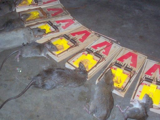 Killing Nuisance Rats