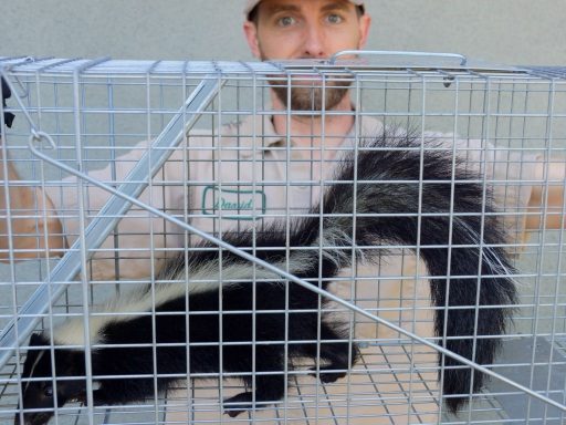 skunk trapping