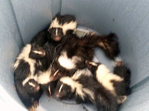 skunks caught