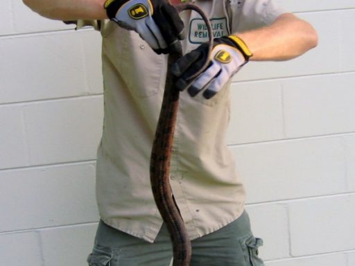 snake control expert